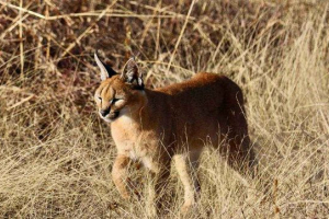 Caracal ili stepper ris Caracal ili stepper ris